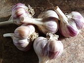 Продам чеснок Семена чеснока из г. Киев