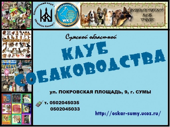 Приглашаем в Сумской областной Клуб Собаководства Суми - зображення 1