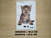 Наклейка котик номер 5 для ванны, детской комнаты із м. Бориспіль