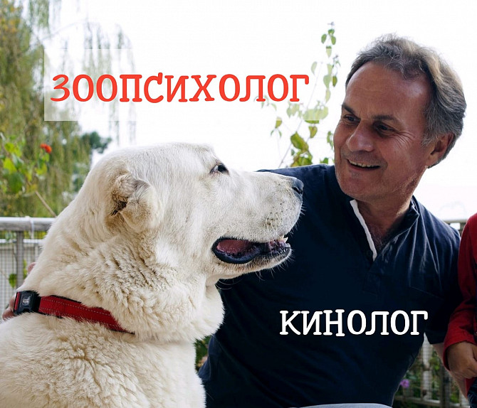 Зоопсихолог, кинолог - дрессировка собак, коррекция поведения. Выезд на дом Киев и обл. или Online Київ - зображення 1
