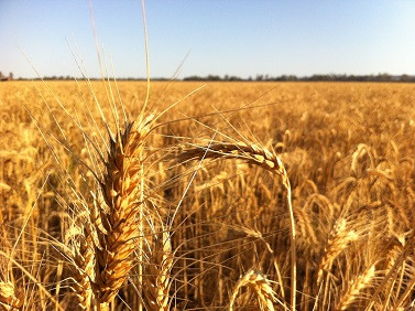 Зернові відходи. Олійні, бобові зерновідходи Чернигов - изображение 1