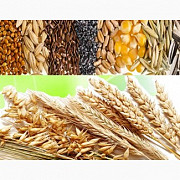 Закупаем отходы кукурузы, пшеницы, сои, подсолнечника Киев