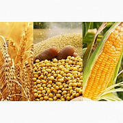 Закуповуємо відходи кукурудзи, пшениці, сої, соняшнику Харків