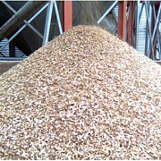 Куплю зерноотходы масличных, бобовых, зерновых культур Кропивницький