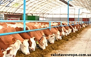 Работа в Польше на молочной ферме, хорошие условия работы Винница