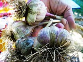 Продам чеснок, Семена чеснока сорт Софиевский из г. Киев