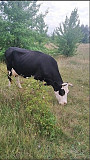 Продам молочну корову Житомир