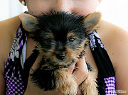 Cute males and females Yorkie Available for Sale из г. Ивано-Франковск