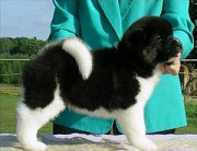 Cute Akita Puppies Available Now For Sale із м. Кропивницький