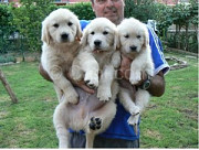Registered Golden Retriever Puppies Кропивницький