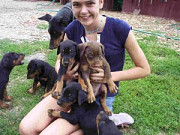 Beautiful Doberman Pinscher Pups із м. Київ