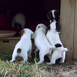 Jack Russell Terrier Puppies із м. Запоріжжя