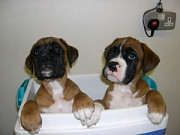 Akc Boxer Puppies For Adoption из г. Днепр