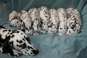 Adorable Dalmatian Puppies из г. Кропивницкий