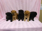 Very Playful Chow Chow Pups For Sale из г. Днепр