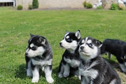 Adorable Siberian Husky Pups For Sale із м. Вінниця
