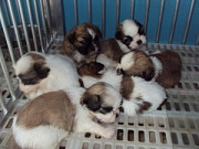 Very cute shih tzu puppies! Beautiful colors and markings. Київ