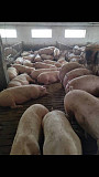 Реалізуємо свиней м’ясної породи (150+ кг) із м. Вінниця