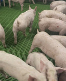 Свинокомплекс реалізує поросят від 100 голів Днепр