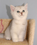 Британские котята Одесса питомник із м. Одеса