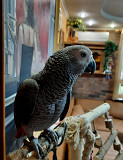 Сірий африканський папуга (жако) із м. Черкаси