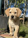 В Мукачево щенок, мальчик 1, 5 месяца Мукачеве