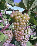 Продам виноград сорта первенец белого магорача Біляївка