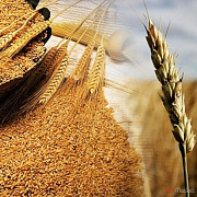 Закуповуємо зерновідходи соняшника, сої, кукурудзи, пшениці Харків
