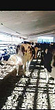 Корови молочних порід Маньківка