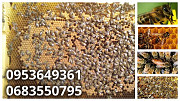 Бджолині сім'ї, бджолині пакети из г. Надворная