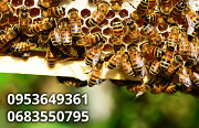 Пчелопакеты, пчелосемьи продам из г. Надворная