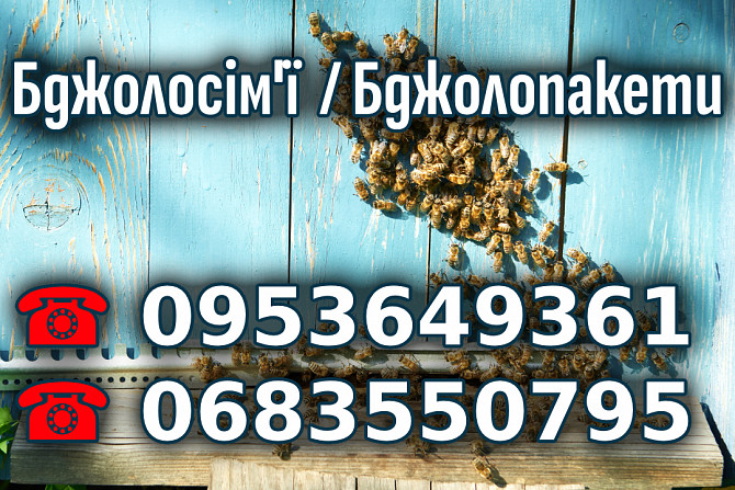 Пчелопакеты, пчелосемьи продам Надвірна - зображення 1