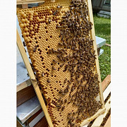 Продам бджолопакети Полтава