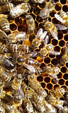 Продаю бджолосім'ї, бджолопакети Христиновка
