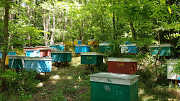 Бджолопакети з власної пасіки Бершадь