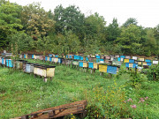 Продам бджолпакети з доставкою по Україні Иршава