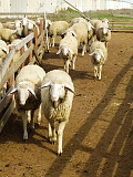Продаются племенные овцы, Лиманское Київ