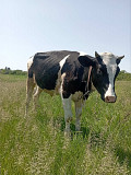 Продам теличку на корову Киев
