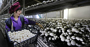 Працівники на підприємство з вирощування грибів Николаев