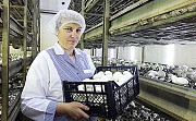 Підприємство з вирощування грибів шампіньйонів запрошує на роботу Дніпро