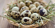 Яйця перепелині харчові із м. Васильків