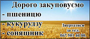 Дорого закуповуємо пшеницю, кукурудзу, соняшник Дніпро