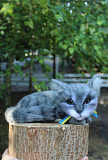 Котик сірий валяна іграшка інтерєрна сувенір подарунок кошка хендмєйд кошка игрушка валяная кіт киця из г. Одесса