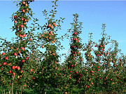 Збір яблук у Польщі – запрошуємо на роботу без посередників Київ