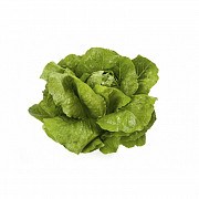 Продам салат Веродіта, лінійки Ромен, чудовий смак, зелень Днепр