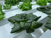 Продам салат листовий Клі, зріз у день замовлення, ідеальна якість Дніпро