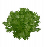 Салат Лалік, дуже соковитий та смачний продам, зелень Днепр