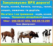Закуповуємо Врх:корови Коні Бички Телиці На м‘ясо Та На Тримання Киев