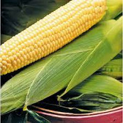 Семена кукурузы на посев цена 2023 із м. Кропивницький