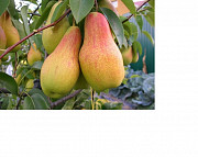 Продам саженцы высокоурожайных сортов груш, персиков, абрикосов и яблонь. из г. Житомир